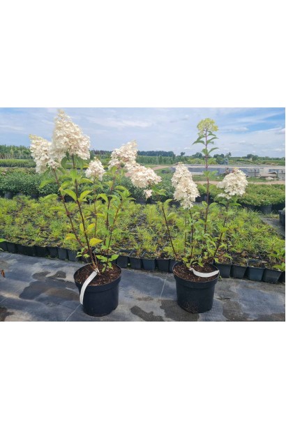 Гортензія волотиста Ванілла Фрейз - 3-5л/вис.40-60см/Ø20-30см